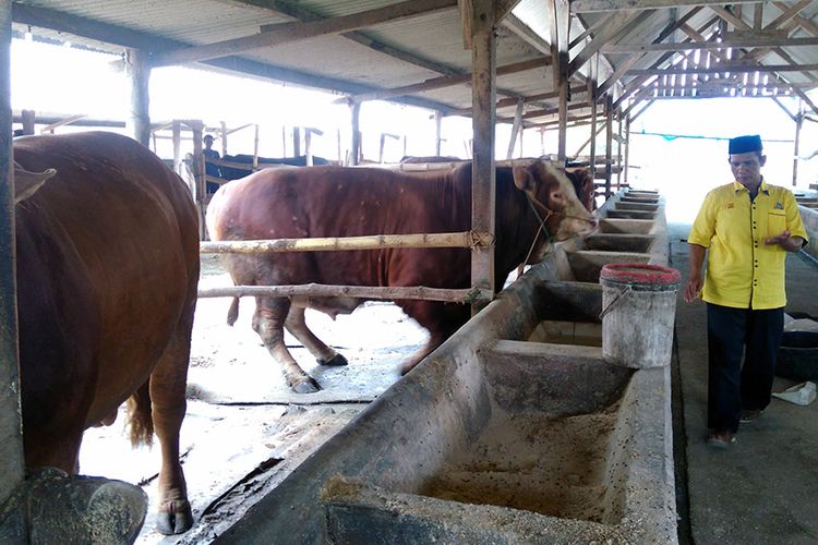 Muhammad Sholeh saat memantau perkembangan sapi yang dipelihara di kandang miliknya.