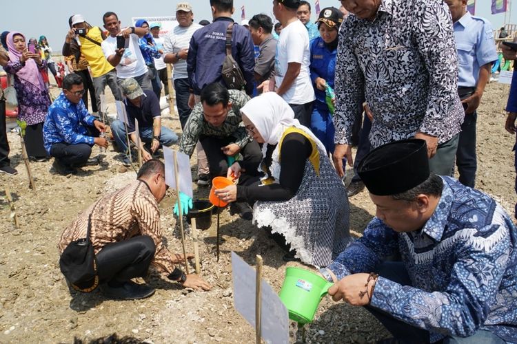 Penanaman mangrove dengan varietas api-api Cenia black dan Lezipor sekaligus meresmikan Pusat Restorasi dan Pembelajaran Mangrove (PRPM) Pasir Putih oleh Bupati Karawang Cellica Nurrachadiana dan Vice President Relations PHE Ifki Sukarya, dan Ketua DPRD Karawang Pendi Anwar, Kamis (24/10/2019)