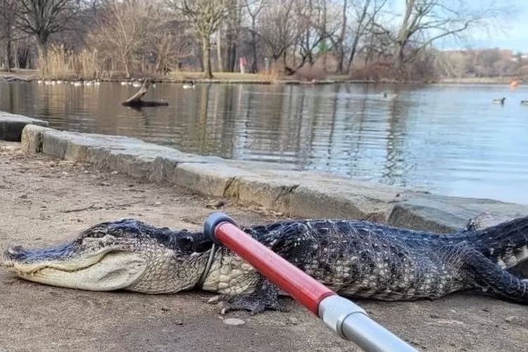 Aligator Lesu Kedinginan di Taman New York, Diduga Dilepas Pemilik