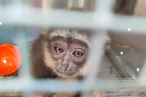 Orangutan hingga Owa Kalimantan Coba Diselundupkan, Berstatus Terancam Punah