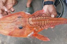 Nelayan Pulau Banda Tangkap Seekor Ikan Misterius