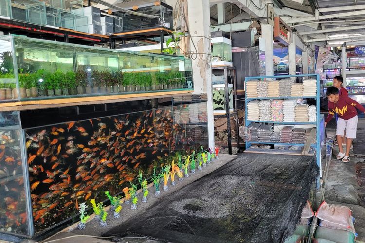 Pedagang Ikan Hias di Purwokerto Keluhkan Pemadaman Bergilir, Harus Tambah Biaya Genset