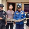Biawak 2 Meter Jatuh dari Plafon Rumah Polisi, Dievakuasi Damkar