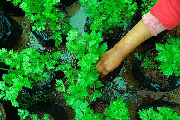 Ilustrasi menanam seledri di polybag. 