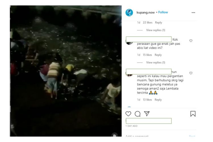 Viral video ribuan ikan meloncat ke daratan