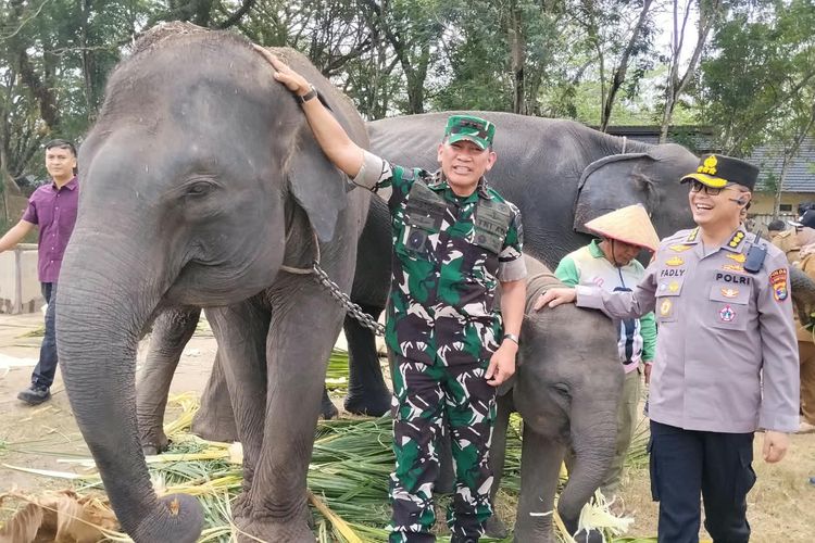 Gajah Jinak dan Liar di TNWK Lampung Dipastikan Tak Terdampak Karhutla