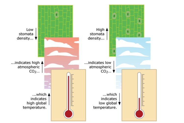 Stomata sebagai indikator kadar karbon dioksida dan suhu
