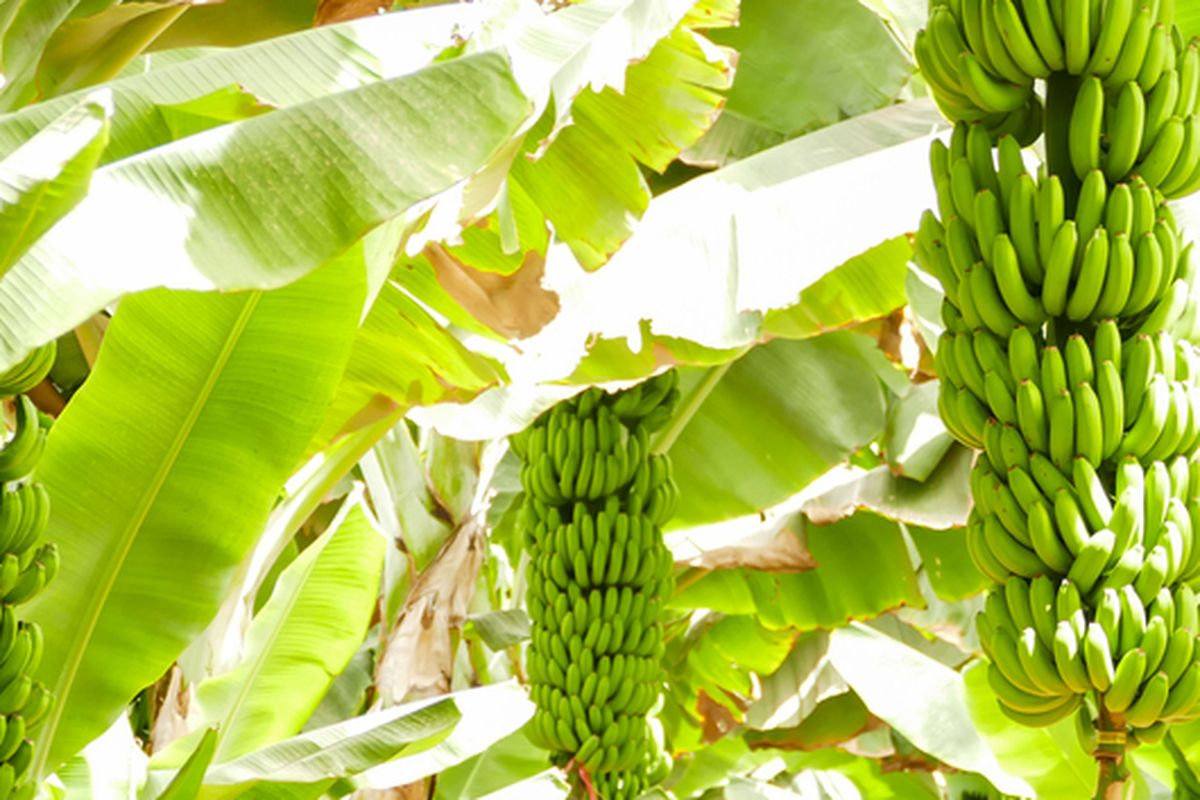 Ilustrasi pohon pisang, tanaman pisang, budidaya pisang.