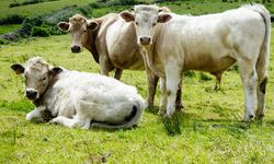 Negara Berkembang Tagih Pajak Daging dari Negara Kaya lewat Deklarasi Belem, Mengapa?
