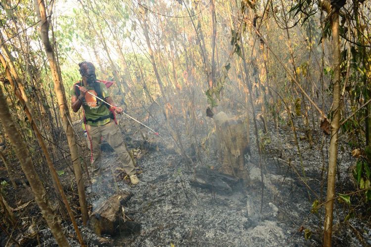 Saat ini pihak  Centre for Orangutan Protection fokus menangani api yang mulai memasuki wilayah rehabilitasi.
