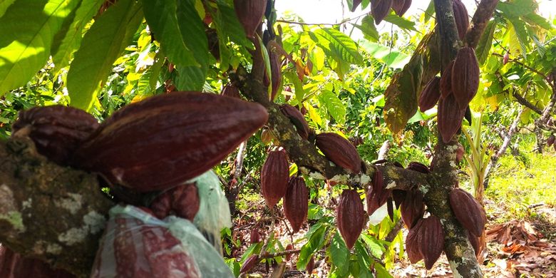 Kebun kakao milik salah satu petani di Desa Lodes, Kecamatan Sebatik, Kalimantan Utara. Penjualan kakao di wilayah ini bergantung pada kota Tawau di Malaysia. Kakao milik petani hanya dihargai Rp 12.000-Rp 21.000 per kilogram. 