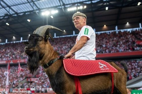 Bundesliga Kembali Bergulir, Kambing Maskot FC Koeln Dilarang Masuk Stadion