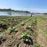 Waduk Saguling Mengering, Petani Bandung Barat Manfaatkan Lahan untuk Bertahan Hidup