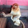 Diduga Dijual di Pasar Gelap, Seekor Bekantan dan 6 Kucing Hutan Disita Polisi