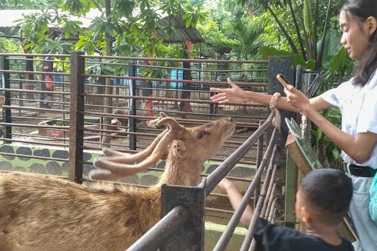 Interaksi pengujung dengan para hewan di Kebun Binatang Surabaya (KBS).