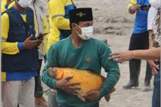 Seekor Ikan Mas Selamat dalam Bencana Gunung Semeru, Khofifah: Padahal Hampir Semua Tempat Tertutup Abu Vulkanik