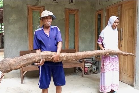 Petani di Rembang Tak Sengaja Panen Ketela Raksasa Sepanjang 2,6 Meter