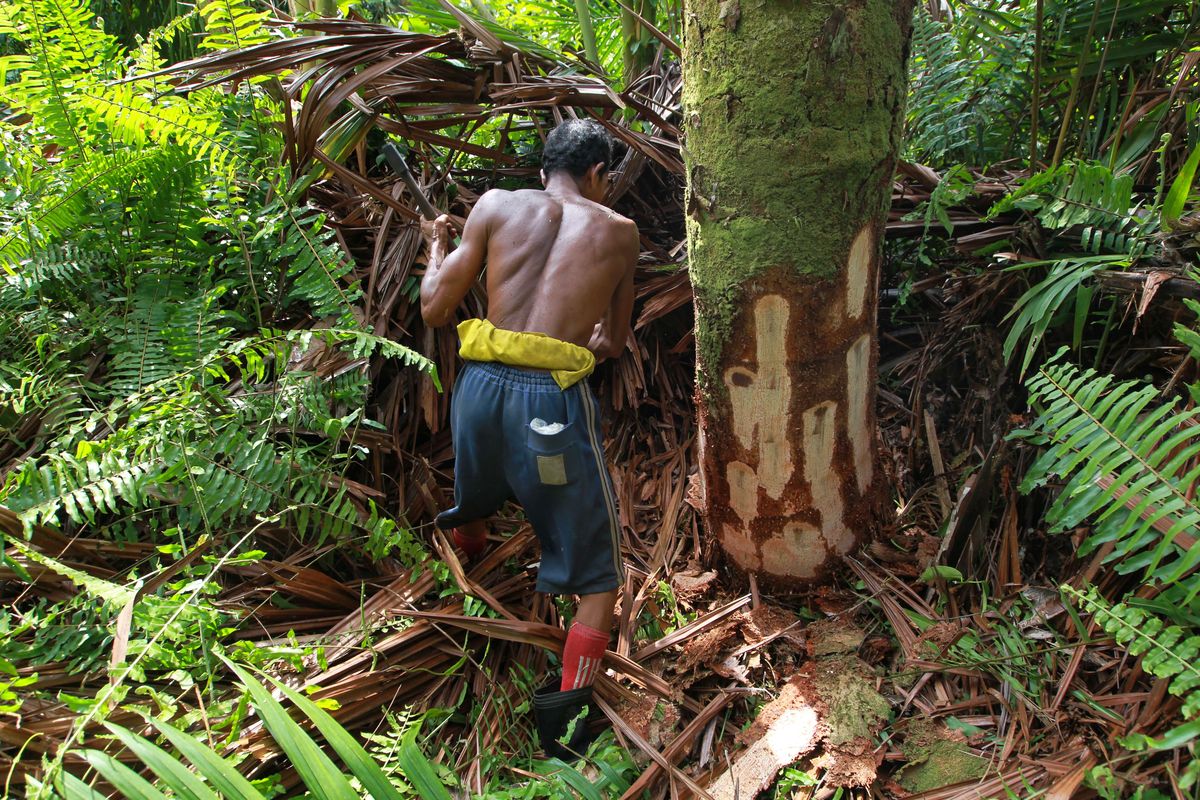 Ilustrasi pohon sagu