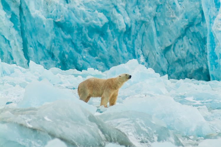 Suhu Arktik mencetak rekor terpanas sepanjang sejarah. Es laut mencair dan dampaknya menjalar ke cuaca global.