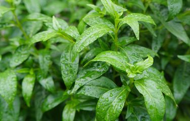 5 Penyakit yang Bisa Diredakan dengan Daun Sambiloto, Apa Saja ...