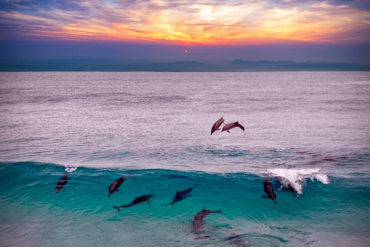 Lumba-lumba mengambil oksigen dengan naik ke permukaan air.