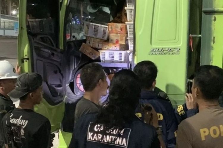 1.106 Burung Ilegal Diselundupkan Lewat Truk di Bakauheni, Disembunyikan Bersama Sapi