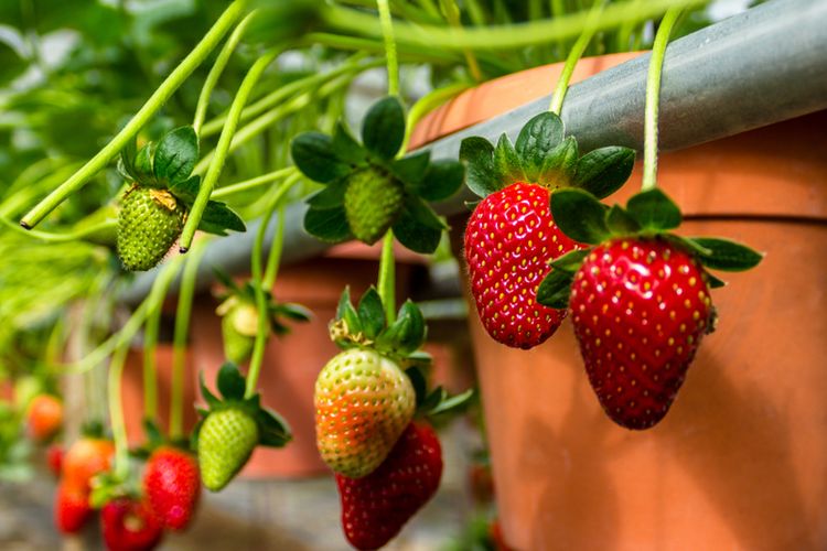 Ilustrasi menanam strawberry di pot. 
