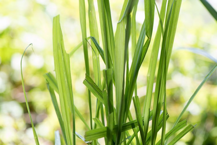 Rumput serai juga sangat dikenal sebagai tanaman pengusir nyamuk. Nyamuk sangat tidak menyukai aroma sitrus segar dari tanaman ini.