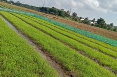 3 Cara Petani Kelola Lahan Pertanian di Musim Kemarau