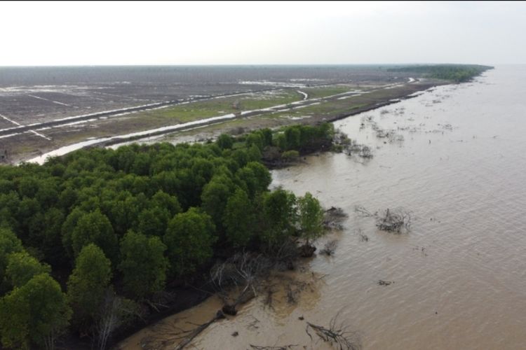 Kapolda Riau Gusar, Hutan Mangrove Rusak Gara-gara Cukong Pengusaha Arang