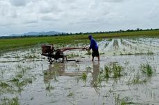 Pendapatan Petani Cuma Rp 1 Juta per Bulan, Pertanian Butuh Investasi Jumbo