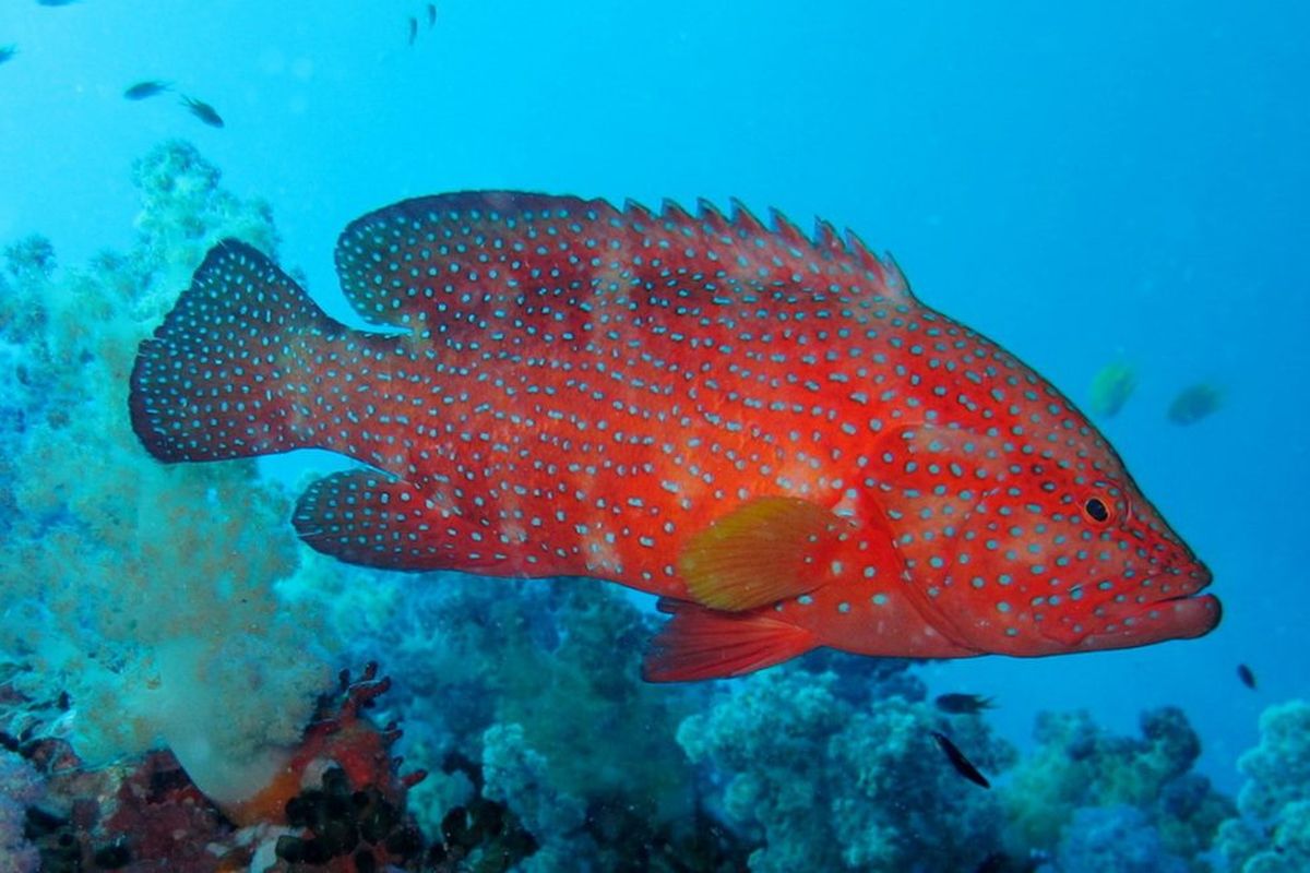 Ilustrasi ikan kerapu
