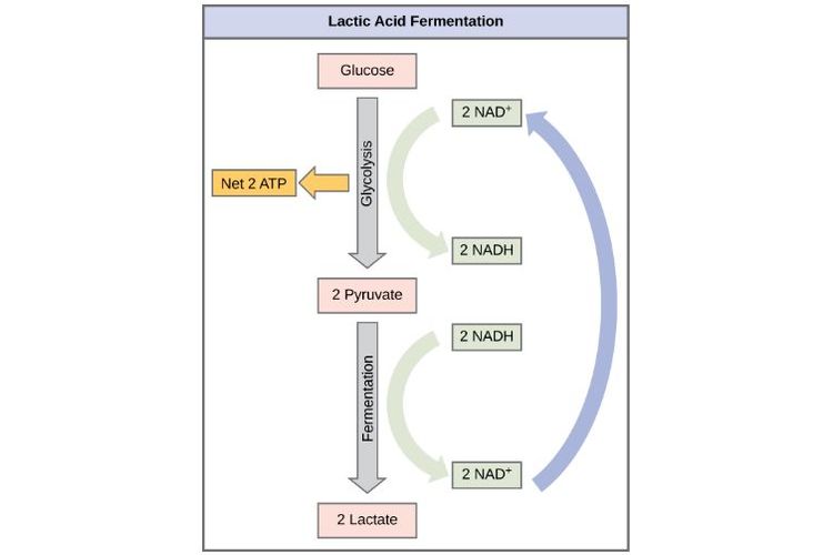 Fermentasi Asam Laktat Respirasi Tanpa Oksigen