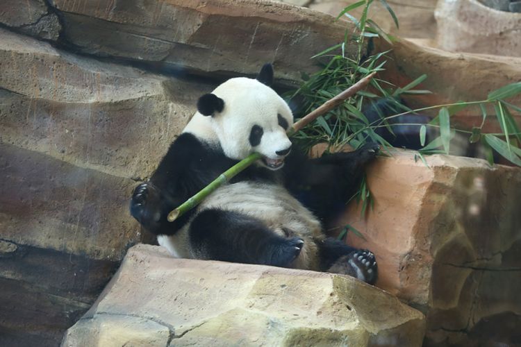 Seekor panda (Ailuropada melanoleuca) asal China diperlihatkan seusai proses karantina di Istana Panda Indonesia, Taman Safari Indonesia Bogor, Jawa Barat, Rabu (1/11/2017). Sepasang panda, Cai Tao (jantan) dan Hu Chun (betina) yang berasal dari pengembangbiakan di China Wildlife Conservation Association (CWCA) akan diperkenalkan untuk publik pada November 2017 ini.