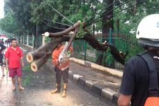 Hujan Angin, Pohon Tumbang di Jalan Raya Bogor dan Sebabkan Kemacetan 