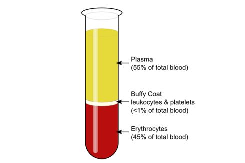 Plasma Darah: Pengertian, Komponen, dan Fungsinya