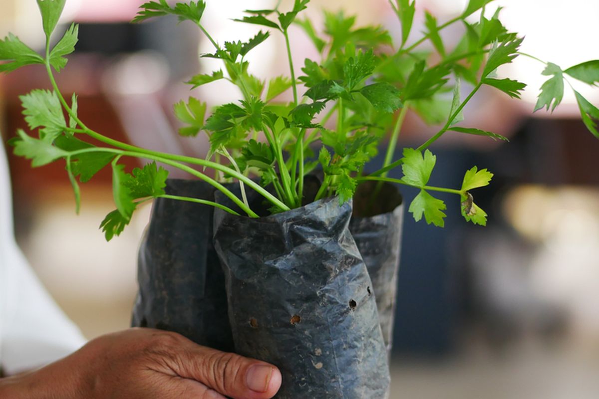 Ilustrasi tanaman seledri di polybag, menanam seledri di polybag. 