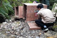 90 Ekor Burung dan Satwa Endemik Maluku Dilepasliarkan di TN Manusela