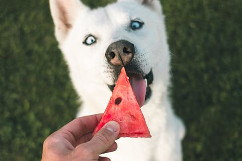 Diet Vegetarian Sehat dan Tidak Berbahaya bagi Anjing, kata Peneliti