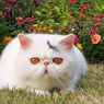 Cara Mengobati dan Mencegah Infeksi Mata pada Kucing Peliharaan