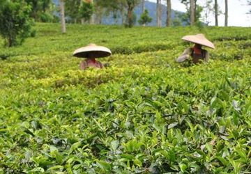 Mengembalikan Daya Saing Teh di Pasar Global