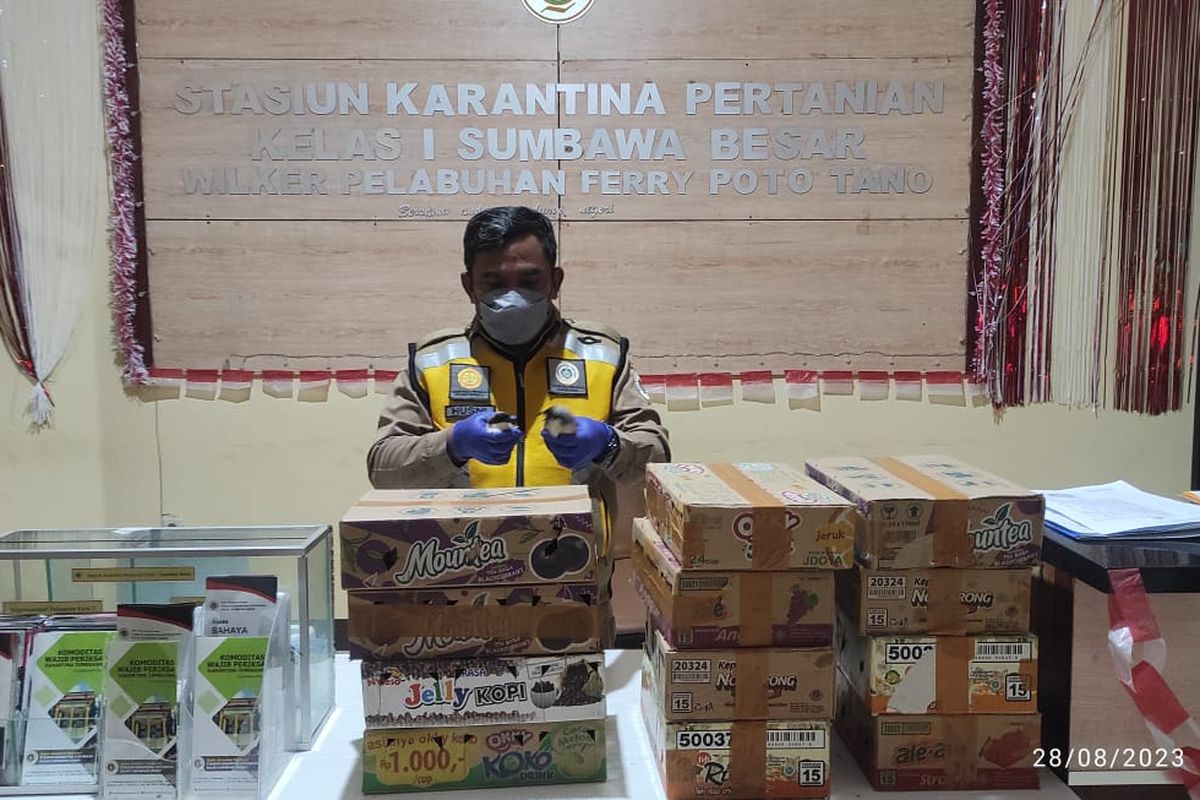 Karantina Sumbawa gagalkan penyelundupan burung tanpa izin resmi