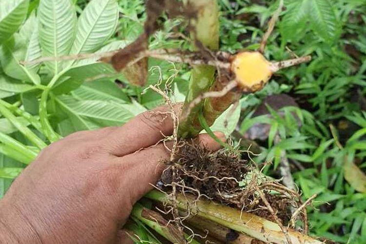 Bibit tanaman Porang berupa umbinya siap di tanam di kebun milik anggota DPRD Manggarai Timur, Vinsensius Reamur, Jumat, (16/4/2021). (KOMPAS.com/DOK-Vinsensius Reamur)