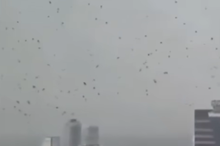 Fenomena Ribuan Gagak Berputar-putar di Langit Tel Aviv, Pertanda Apa?