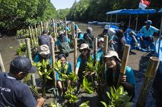 Djarum Foundation Bersama Mahasiswa Tanam 5.000 Mangrove di Tahura Ngurah Rai