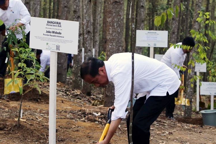 Peresmian Miniatur Hutan Hujan Tropis di IKN Nusantara oleh Presiden Joko Widodo. 