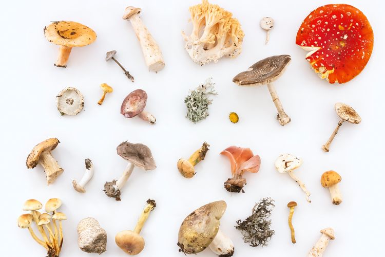 Ada beragam varian jamur dengan khasiatnya masing-masing.