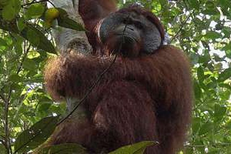 Orangutan bernama Brown di kawasan Taman Nasional Sebangau, Kecamatan Kamipang, Kabupaten Katingan, Kalimantan Tengah. 