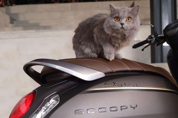 Ilustrasi kucing di atas jok motor