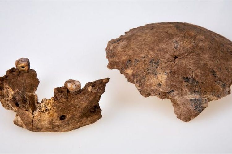 Fragmen tengkorak dan tulang rahang ditemukan di dekat Ramla di Israel. [AVI LEVIN AND ILAN THEILER, SACKLER FACULTY OF MED VIA BBC INDONESIA]